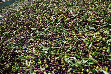 Taze toplanmış zeytin doğrudan bir kamyona yüklenen ve Kalamata, Yunanistan değirmen tahrik.