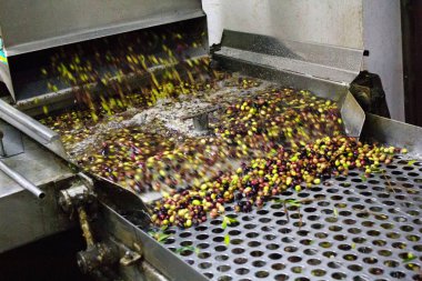 Koroneiki olives, washing and cleaning process, extra virgin olive oil extraction process in olive oil mill in Kalamata, Greece clipart