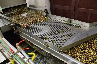 Koroneiki zeytin, yıkama ve temizleme işlemi, sızma zeytinyağı ayıklama işlemi zeytinyağı fabrikasında Kalamata, Yunanistan