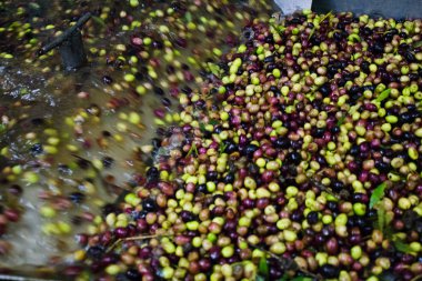 Koroneiki zeytin, yıkama ve temizleme işlemi, sızma zeytinyağı ayıklama işlemi zeytinyağı fabrikasında Kalamata, Yunanistan