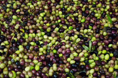 Koroneiki zeytin, yıkama ve temizleme işlemi, sızma zeytinyağı ayıklama işlemi zeytinyağı fabrikasında Kalamata, Yunanistan