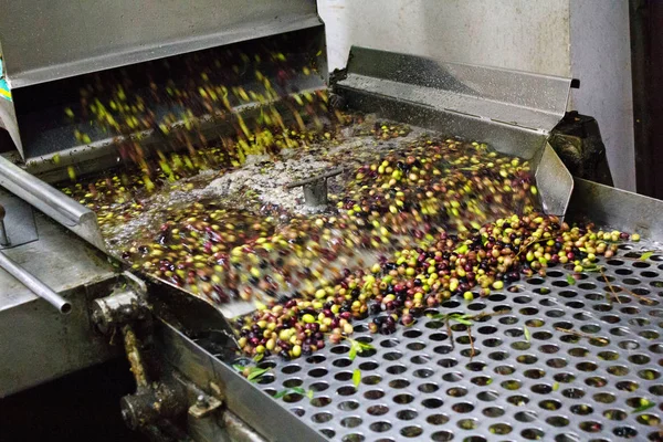 Koroneiki zeytin, yıkama ve temizleme işlemi, sızma zeytinyağı ayıklama işlemi zeytinyağı fabrikasında Kalamata, Yunanistan