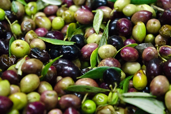 Koroneiki Zeytin Yıkama Temizleme Işlemi Sızma Zeytinyağı Ayıklama Işlemi Zeytinyağı — Stok fotoğraf