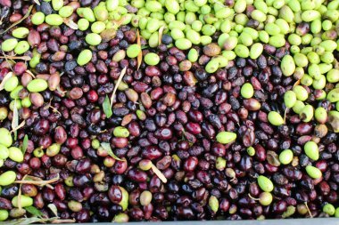 Yunanistan 'da zeytinyağı değirmeninde toplanan zeytinler.