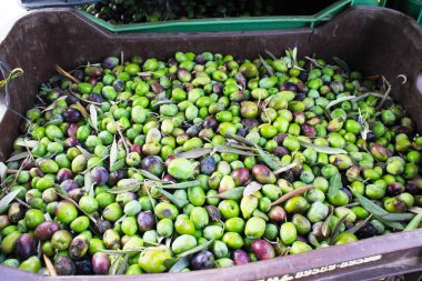 Yunanistan 'da zeytinyağı değirmeninde toplanan zeytinler.