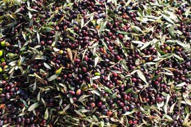 Yunanistan 'da zeytinyağı değirmeninde toplanan zeytinler.