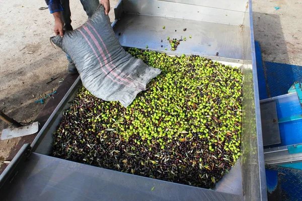 Harvested Olives Unloaded Truck Press Hopper Olive Oil Mill Greece — Stock Photo, Image