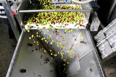 Process of olive cleaning and defoliation in Greek olive oil mill. clipart
