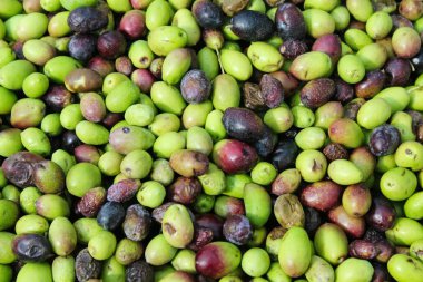 Yunanistan 'daki zeytinyağı değirmeninde kamyondan çıkarılan zeytinlikleri üfleyerek..