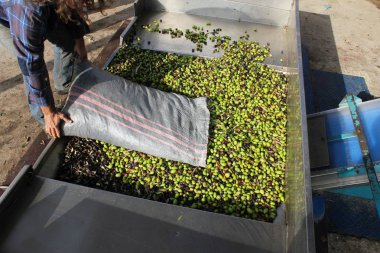 Yunanistan 'daki zeytinyağı değirmeninde kamyondan çıkarılan zeytinlikleri üfleyerek..