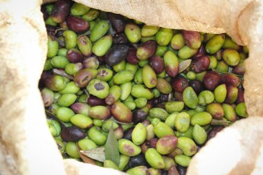 Yunanistan 'da toplanan zeytinler çuvala kondu.