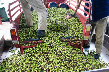 Yunanistan 'daki zeytinyağı değirmeninde kamyondan çıkarılan zeytinlikleri üfleyerek..