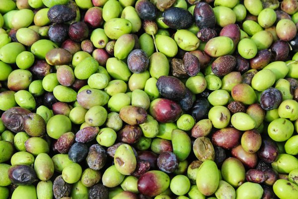 Harvested olives unloaded from truck to press hopper in olive oil mill in Greece.