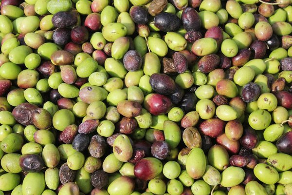 Harvested olives unloaded from truck to press hopper in olive oil mill in Greece.