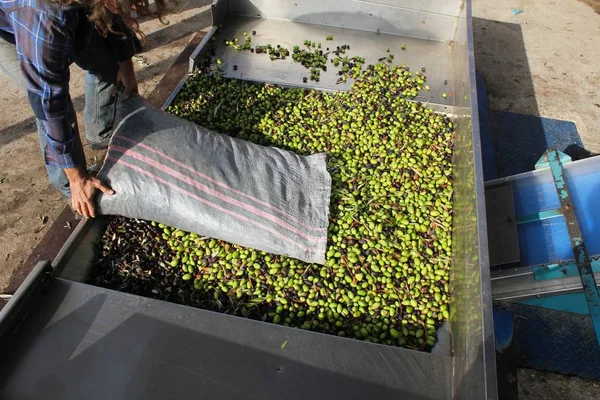 Harvested Olives Unloaded Truck Press Hopper Olive Oil Mill Greece — Stock Photo, Image