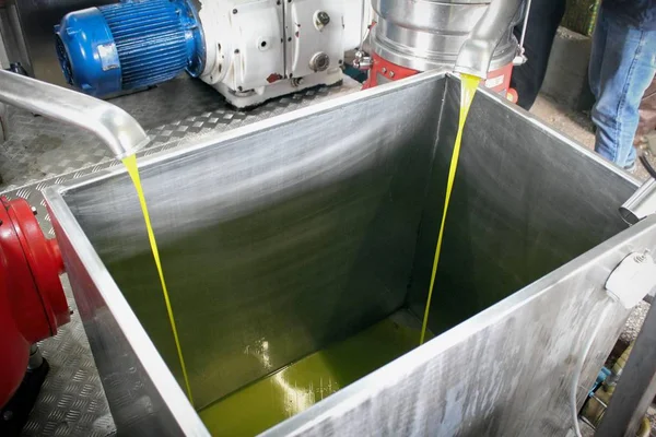 Yunanistan 'daki zeytinyağı fabrikasında ekstra bakire zeytin yağı çıkarma işlemi.