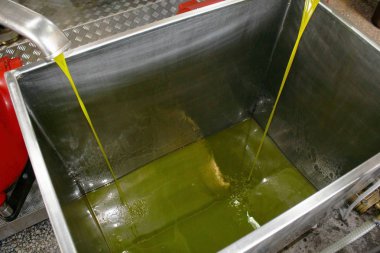 Yunanistan 'daki zeytinyağı fabrikasında ekstra bakire zeytin yağı çıkarma işlemi.