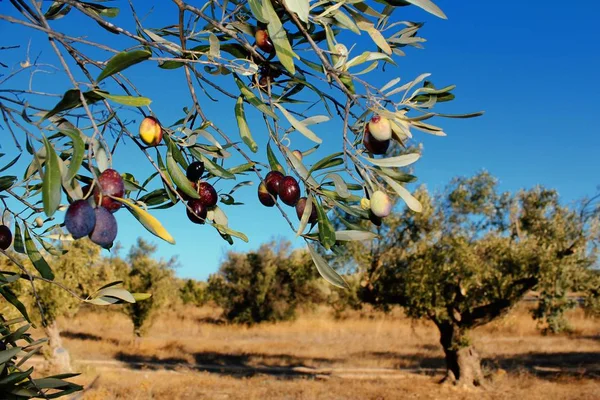 Manaki variety Greek olives on olive tree branch