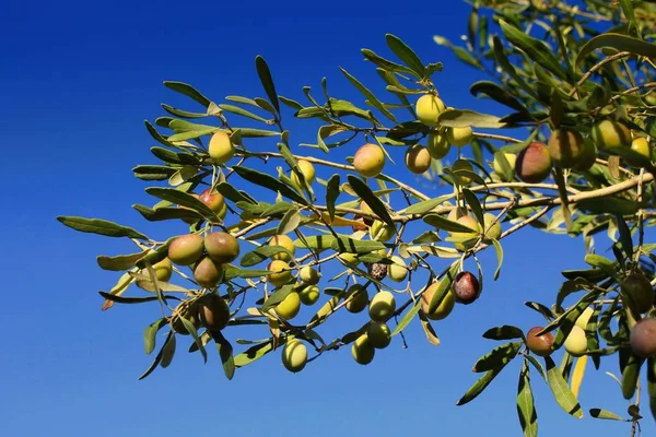 Manaki variety Greek olives on olive tree branch