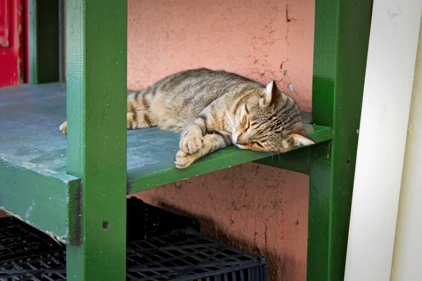 Kočka Spí Dřevěném Povrchu Ostrov Spetses Řecko — Stock fotografie