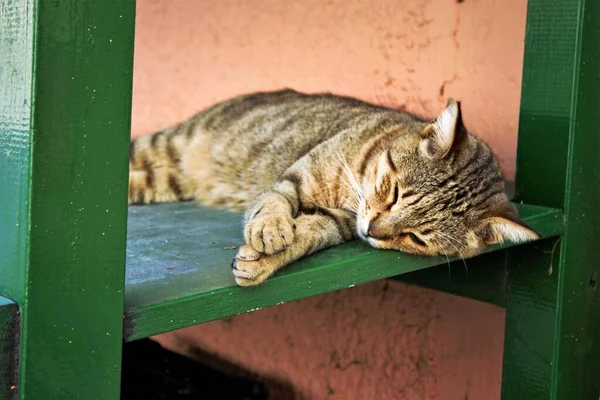 Kočka Spí Dřevěném Povrchu Ostrov Spetses Řecko — Stock fotografie