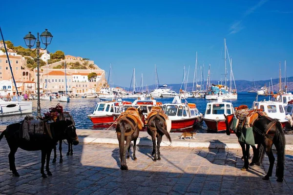 Μουλάρια Περιμένουν Τους Τουρίστες Στο Λιμάνι Της Ύδρας Ελλάδα — Φωτογραφία Αρχείου