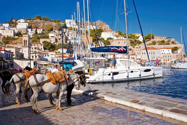 Μουλάρια Περιμένουν Τους Τουρίστες Στο Λιμάνι Της Ύδρας Ελλάδα Σεπτεμβρίου — Φωτογραφία Αρχείου