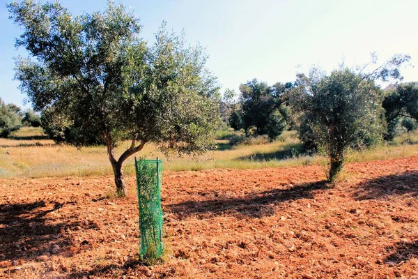 Small olive trees growing in olive grove in Attica, Greece.