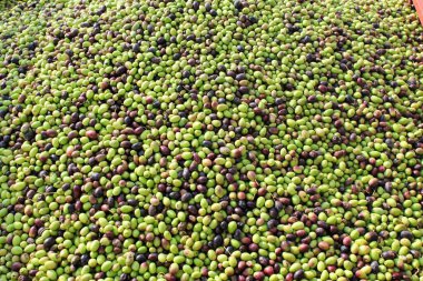 Yunanistan 'daki zeytinyağı değirmeninde kamyondan çıkarılan zeytinlikleri üfleyerek..