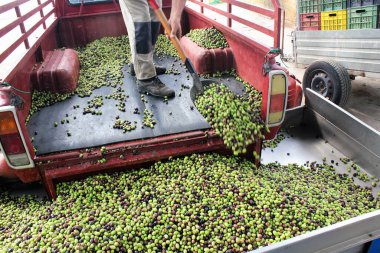 Yunanistan 'daki zeytinyağı değirmeninde kamyondan çıkarılan zeytinlikleri üfleyerek..