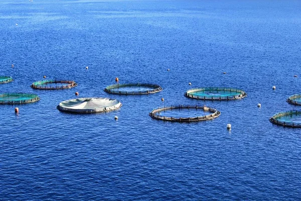 Aquaculture Settlement Fish Farm Floating Circle Cages Bay Attica Greece — Stock Photo, Image