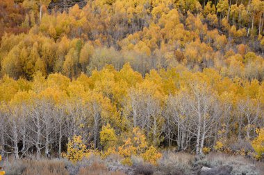 Kavak grove içinde Inyo Ulusal Ormanı, Sierra Nevada aralığı, Kaliforniya