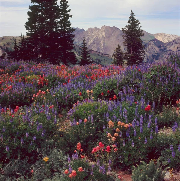 Great Western iz, Wasatch aralığı, Utah boyunca kır çiçekleri