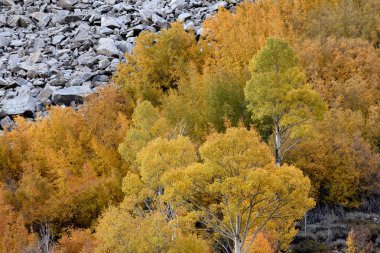 Aspens ve kaya düşmesi, Inyo Ulusal Ormanı, Sierra Nevada aralığı, Kaliforniya