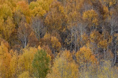 Aspens Inyo Ulusal Ormanı, Sierra Nevada aralığı, Kaliforniya