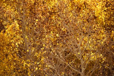 Aspens Mcgee dere Kanyon, Inyo Ulusal Ormanı, Sierra Nevada aralığı, California