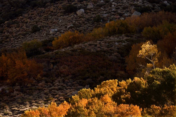 Sunrise Inyo Ulusal Ormanı, Sierra Nevada aralığı, Kaliforniya