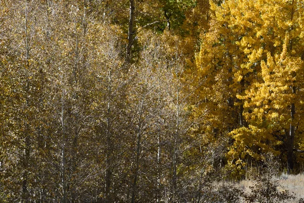 Aspens Mcgee Creek Canyon Inyo National Forest Sierra Nevada Range — Fotografia de Stock