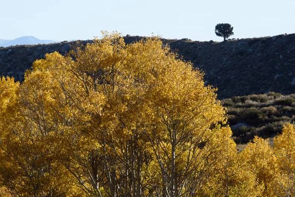 Aspens gündoğumu içinde Inyo Ulusal Ormanı, Sierra Nevada aralığı, Kaliforniya