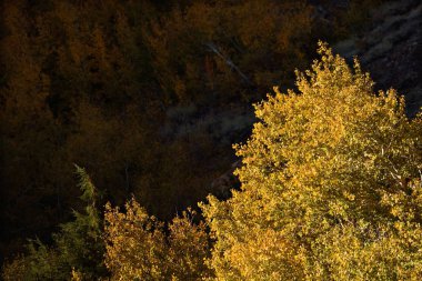 Lundy Kanyon, Ansel Adams vahşi, Sierra Nevada aralığı, California güneşli titrek kavak