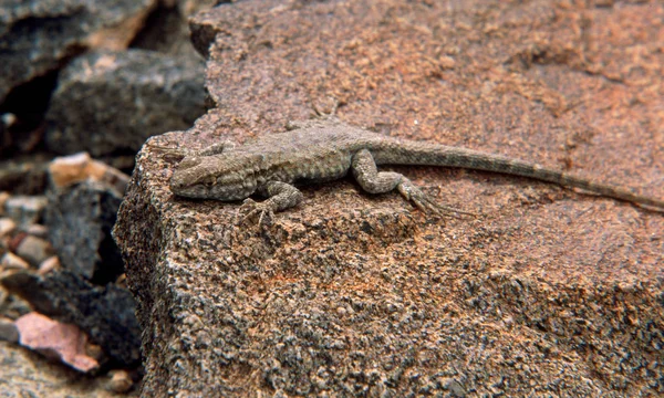 Ödla Sidewinder Canyon Death Valley National Park Kalifornien — Stockfoto