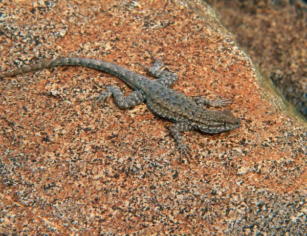 Kertenkele Sidewinder Kanyon, ölüm Vadisi Milli Parkı, Kaliforniya