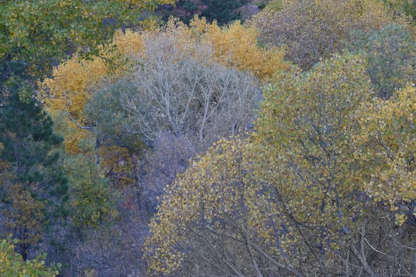 Уменьшающаяся Осенняя Листва Каньоне Колоб Национальный Парк Зайон Юта — стоковое фото