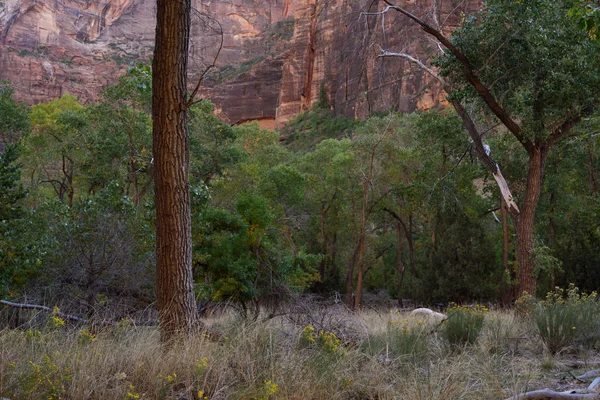 Orman boyunca Grotto iz, Zion National Park, Utah