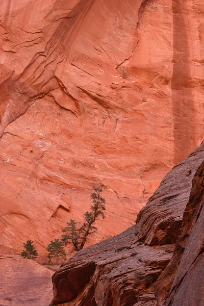 Evergreen yüksek Paria noktada, parmak kanyonlar Kolob, Zion National Park, Utah