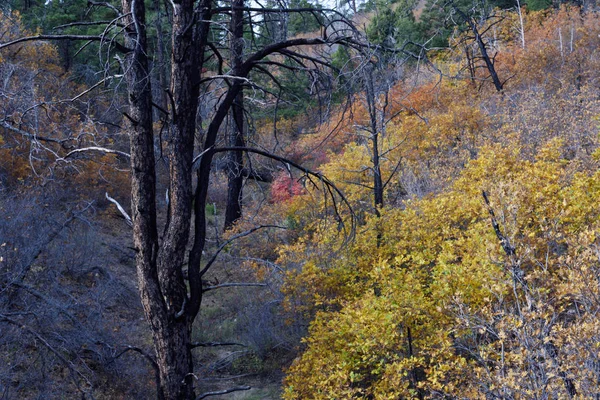 Gebladerte Langs East Rim Trail Nationaal Park Zion Utah — Stockfoto