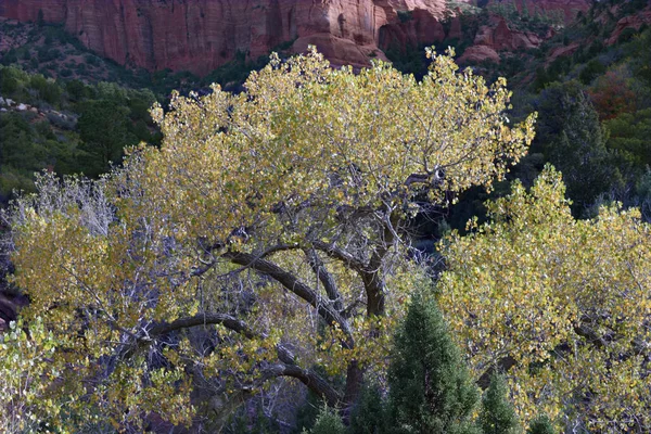 Cottonwood boyunca Laverkin Creek iz, Kolob Kanyon, Zion National Park, Utah