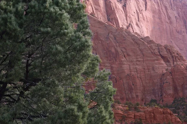 Evergreens Laverkin Creek Trail Kolob Canyon Zion National Park Utah — Stock Photo, Image