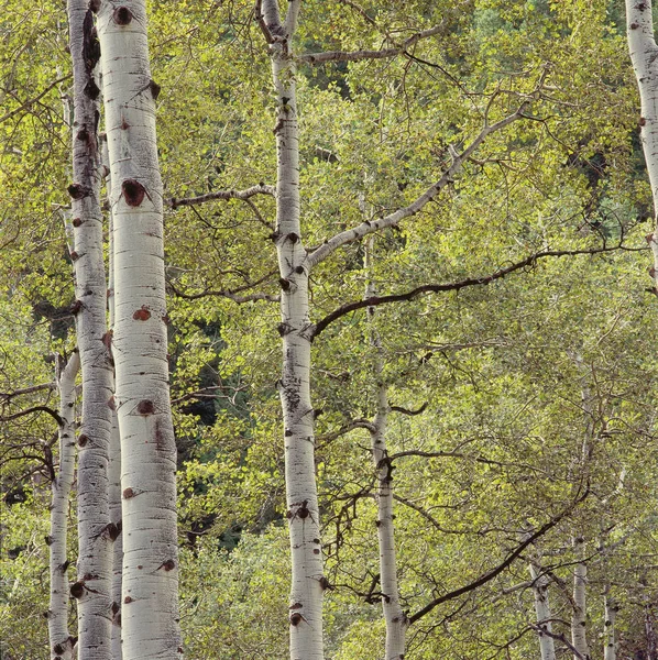 양고기의 Wasatch 유타에에서 Aspens — 스톡 사진