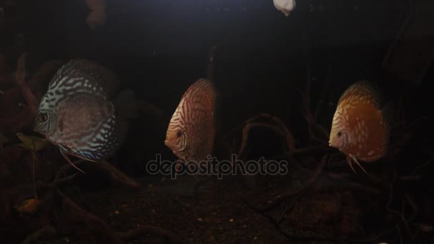 Diskusfische Symphysodon Aequifasciatus Aquarium — Stockvideo